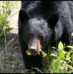 Cassiar Highway – Telegraph Creek – Bears