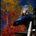 Fall around Pemberton.