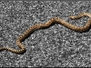 15_snake.jpg