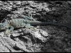21_lizzard.jpg