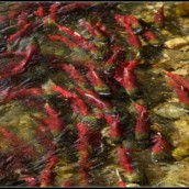 Ride to the Adams river Sockeye Run.